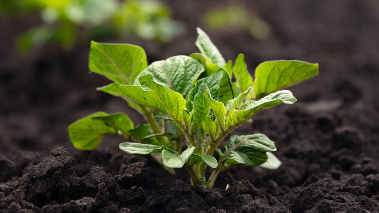 Young potato sprouts emerging from the soil