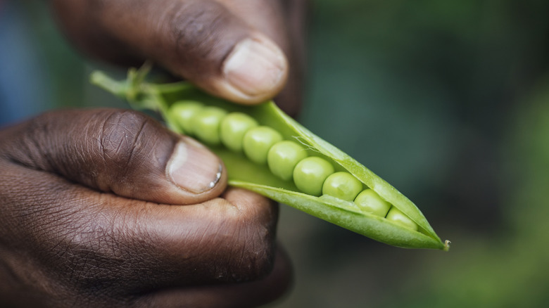Hands holding an open pea pod