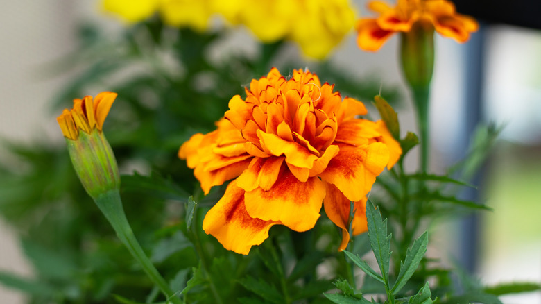 Close-up of a French marigold plant