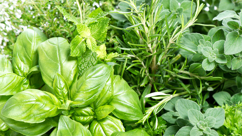 Close-up of growing herbs, including mint, basil, and rosemary