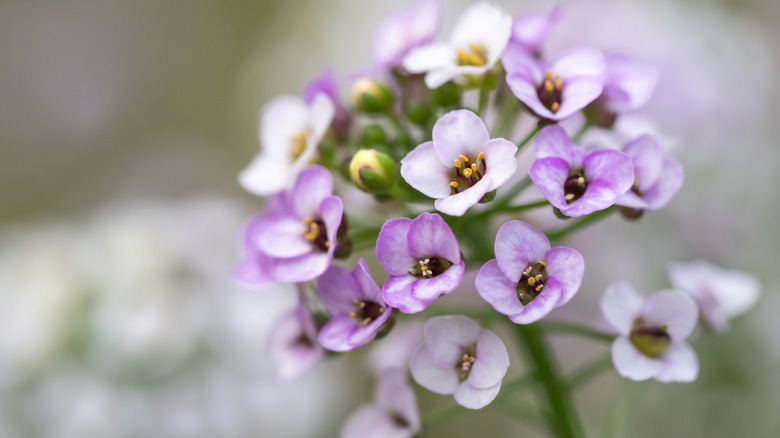 Close-up of sweet alyssum