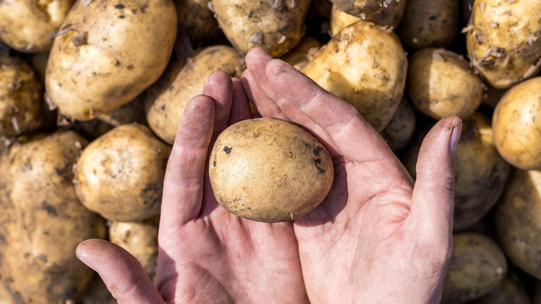 Hands holding potato above larger pile of potatoes.