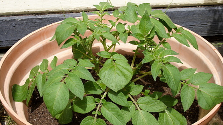 A potato plant growing in a large tub