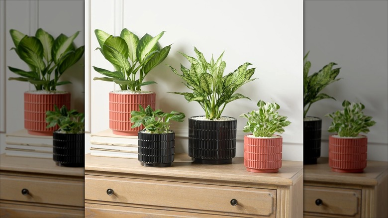red and black walmart planters on credenza