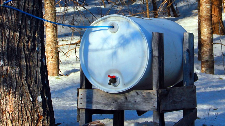 maple syrup collected in a drum in the woods