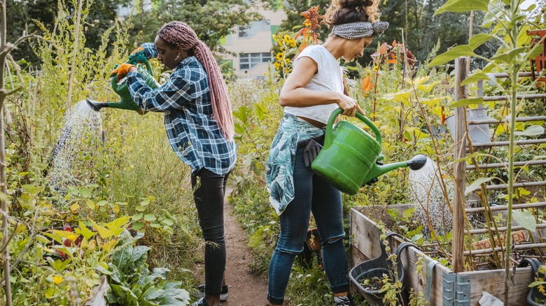 two women water a garden