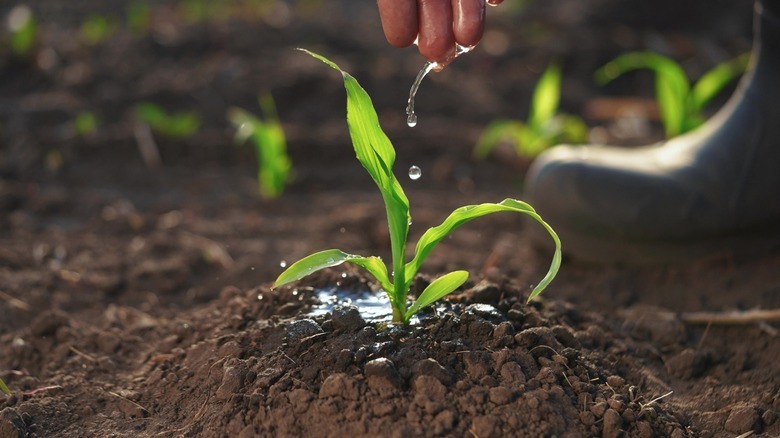 hand watering a young plant in soil
