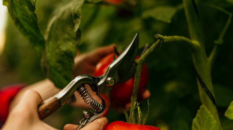 using clippers to cut tomatoes from vine