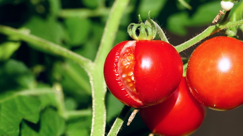 vine ripened tomato with large crack