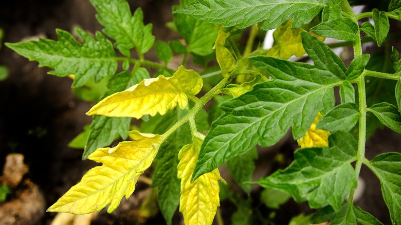 tomato plant leaves turning yellow