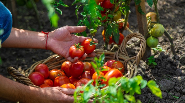 hands collect tomatoes in a garden basket