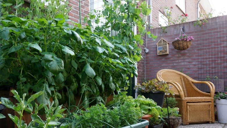 gardening on a patio with planters