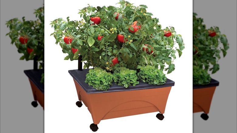 city picker mobile planter on caster wheels with tomatoes