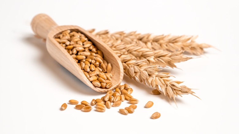 wheat berries in wooden scoop