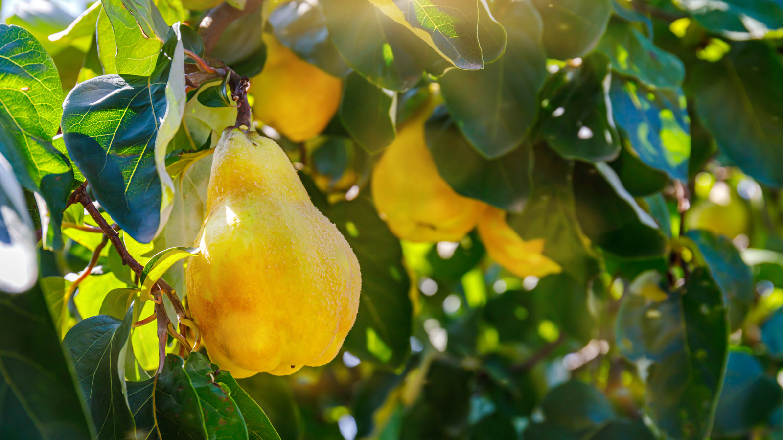 Pear Vs Quince What's The Difference Between The Fruits?