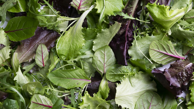 variety of salad greens laid out