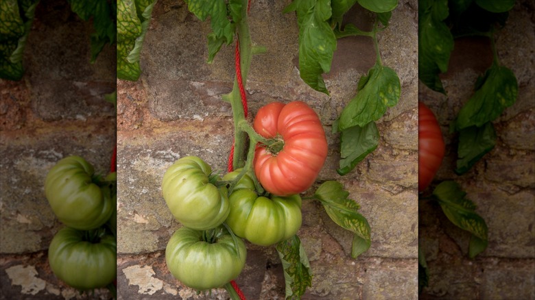 mortgage lifter tomatoes climb a string in garden
