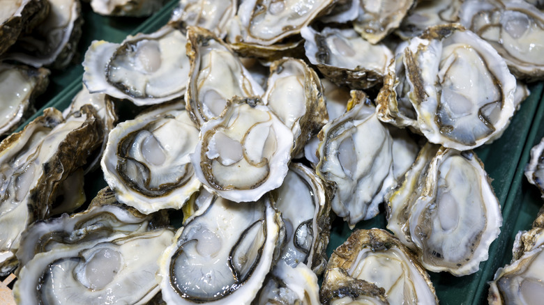 Freshly opened oysters in shells