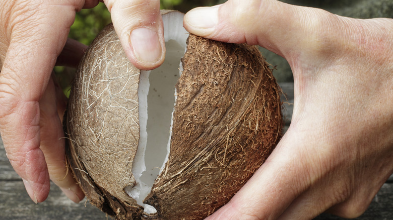 Hands cracking open a coconut