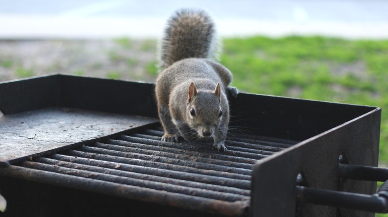 Squirrel walking on an outdoor grill