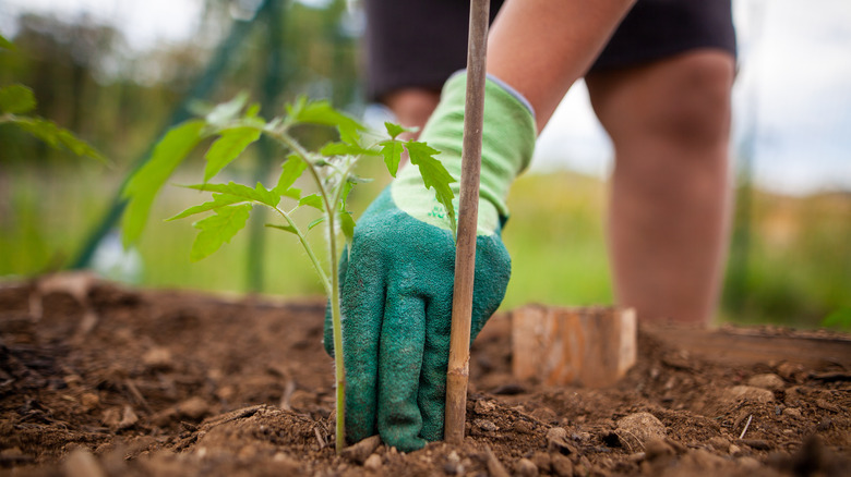 A close-up of someone working in a garden, feeling the soil beside a sprouted plant to check moisture levels