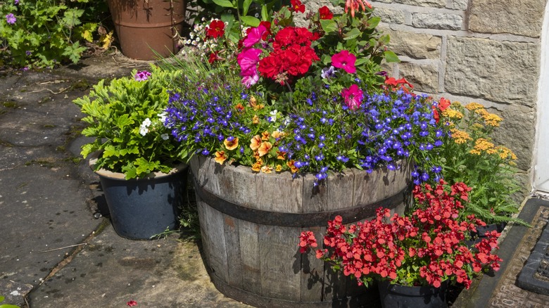 whiskey barrel planter in garden