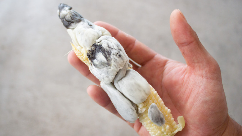 ear of huitlacoche infected corn