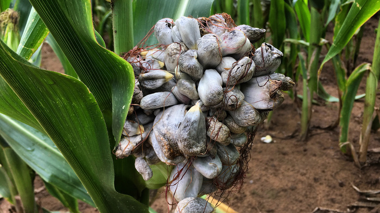fresh huitlacoche