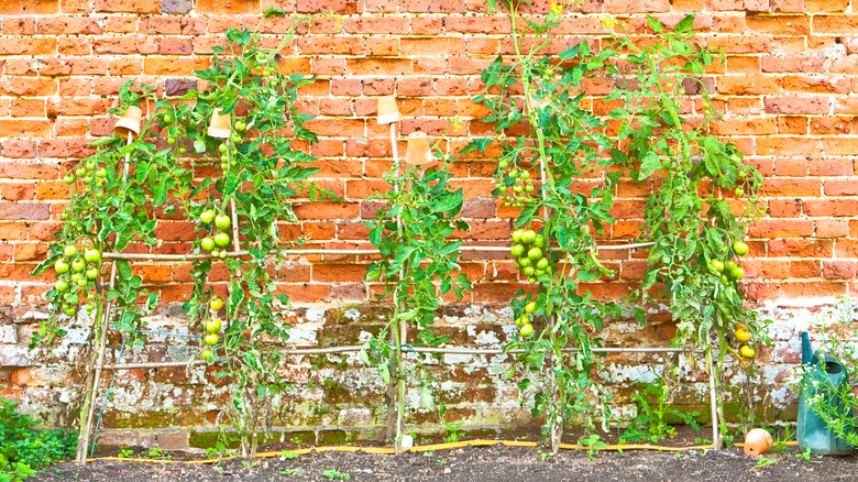 Tomato plants growing in an allotment against a brick wall