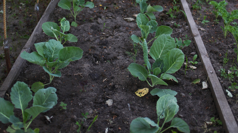 Seedlings in a veggie bed with low light