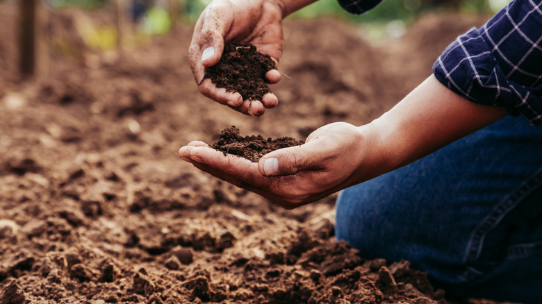 Man handling soil in a garden