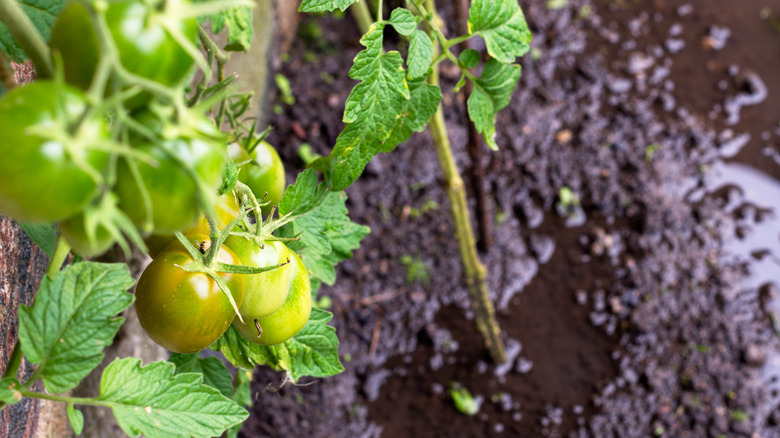 A waterlogged tomato plant