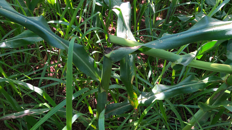Greensnap or brittle snap caused by wind damage
