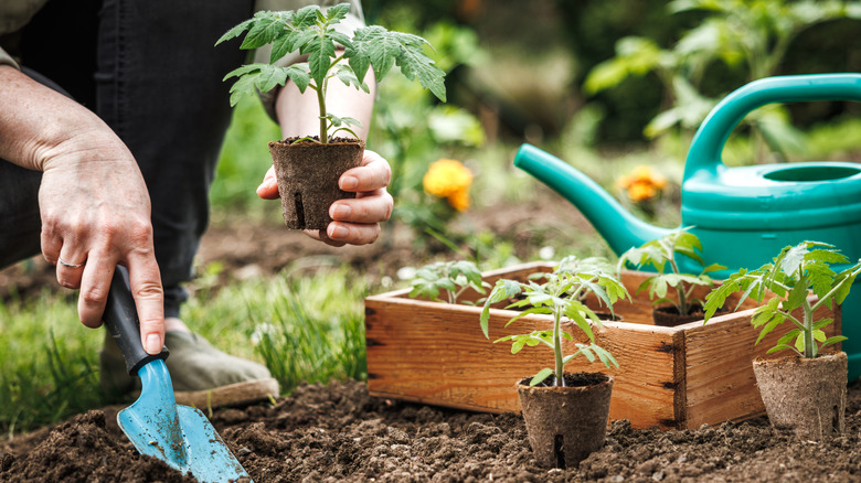 Someone planting a tomato seedling