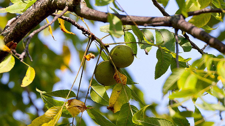 Close up of a black walnut tree