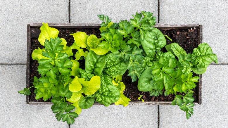 Salad leaves in a container standing on paving slabs