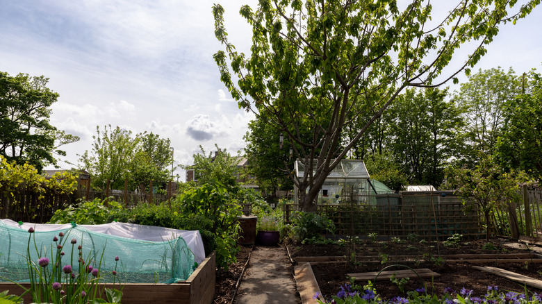 Vegetable garden overshaowed by a tree