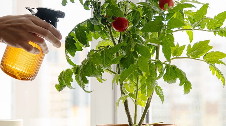 watering tomato plant in pot