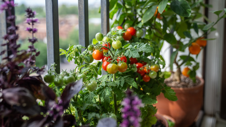 Closeup cherry tomatoes growing in planter on balcony.