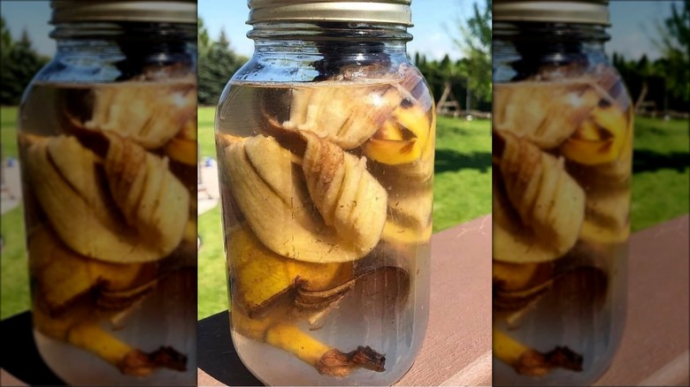 banana peels steeping in water
