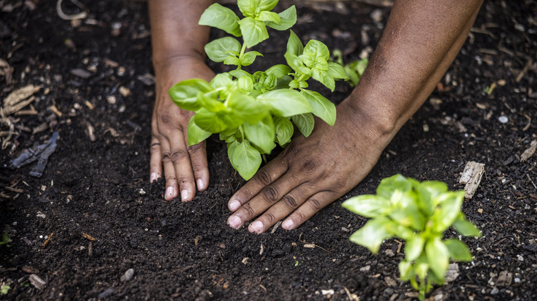 Hands gardening in soil