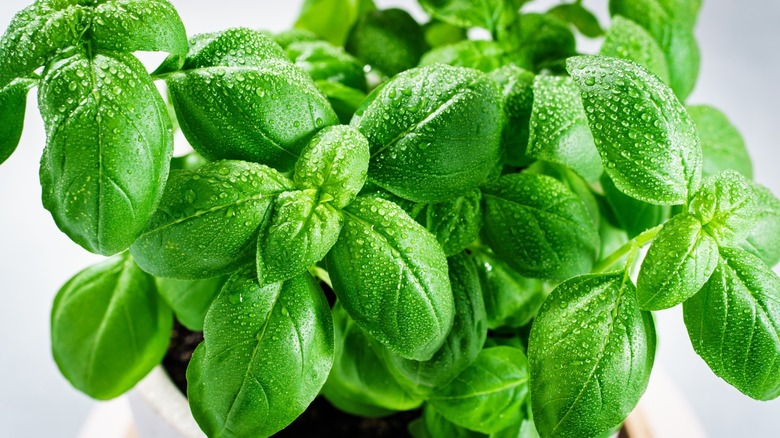 lush, dewy leaves of a potted basil plant