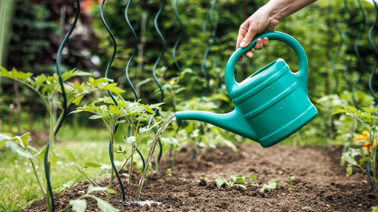 Watering tomato plants in a vegetable garden