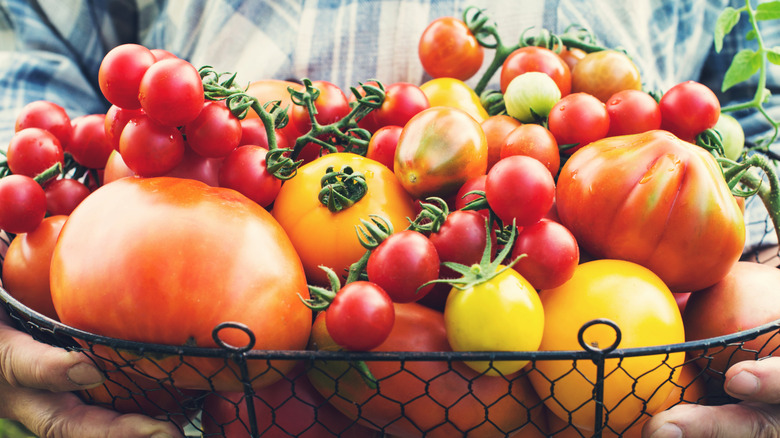 A basket of colorful tomatoes