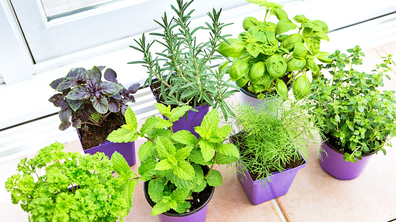 Herbs in pots