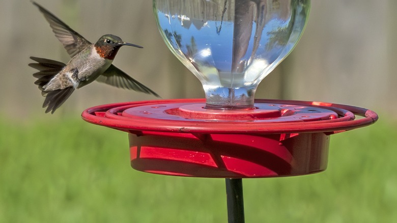 hummingbird approaching garden feeder
