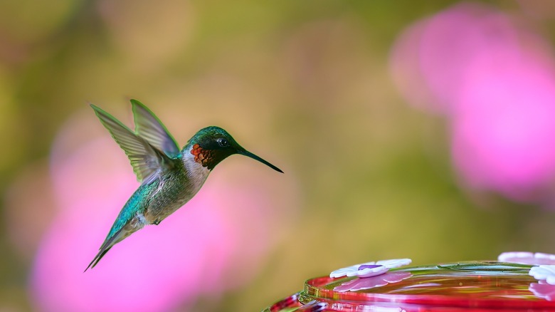 hummingbird in the air with feeder