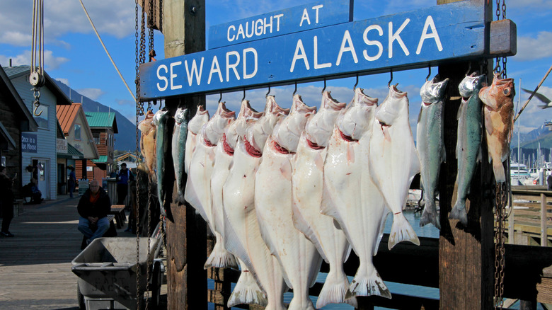 wild-caught halibut fish hanging in Alaska