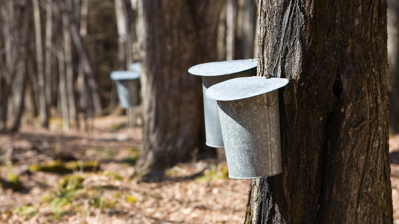 Tapped maple trees