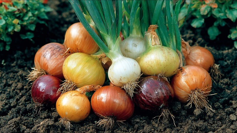 growing healthy onions in garden